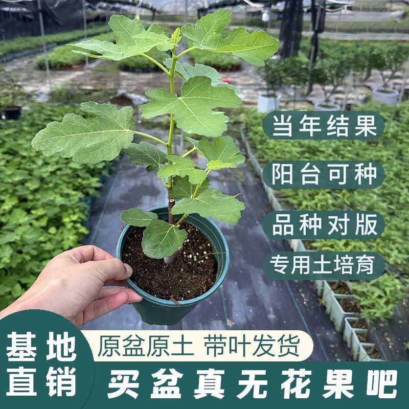 无花果树果苗带果盆栽树苗波姬红特大果南北方四季巴劳奈果树耐寒