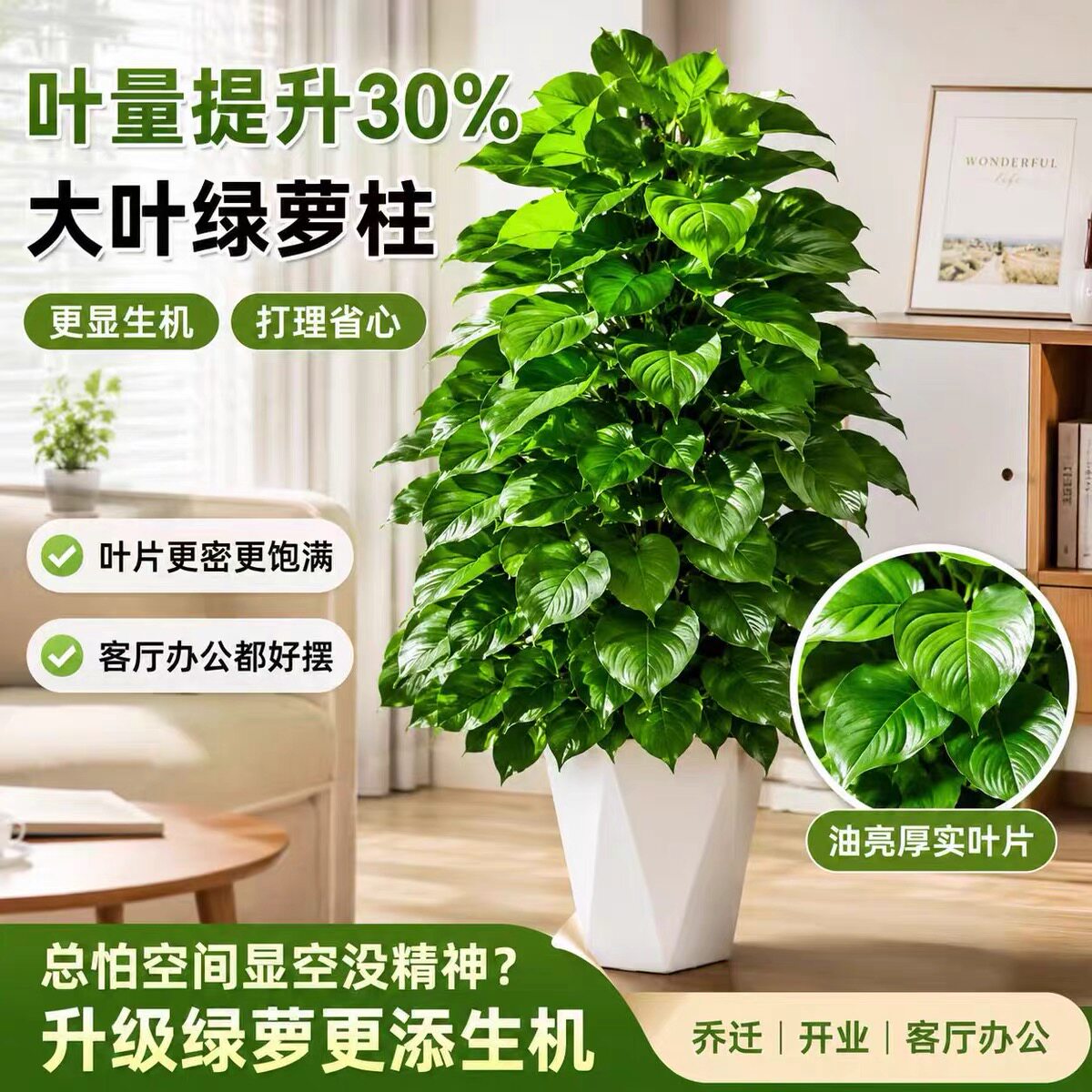 大叶绿萝柱懒人办公开业乔迁新居玄关盆栽藤蔓四季好养大盆栽植物