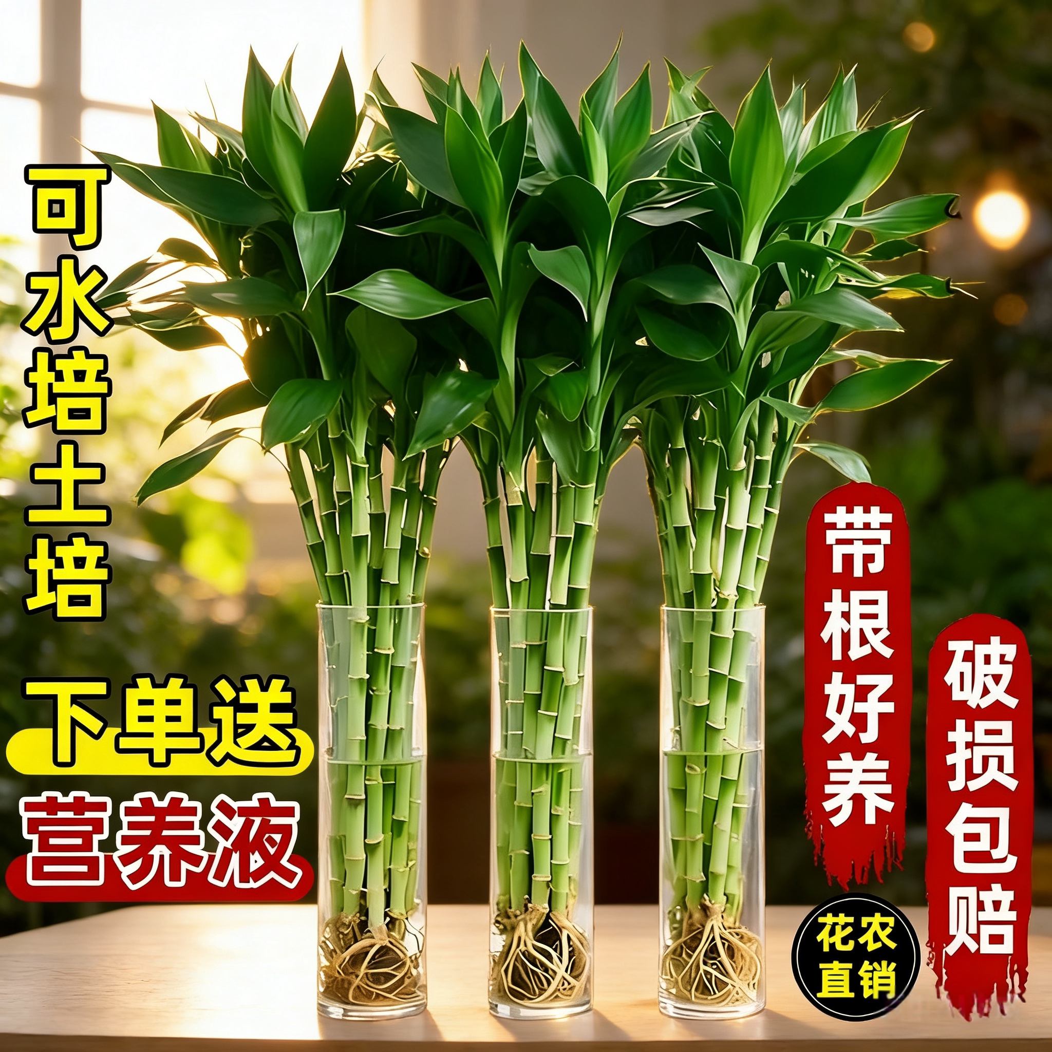 富贵竹水养客厅带根水培植物盆栽土招财大宽叶富贵竹粗竹加粗竹子