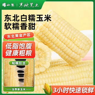 新鲜非转基因白糯玉米棒黏粘糯米玉米真空装包装袋早餐苞米低脂餐