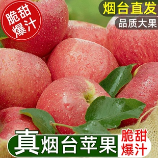 正宗山东烟台栖霞红富士苹果新鲜脆甜水果栖霞苹果 百补官播