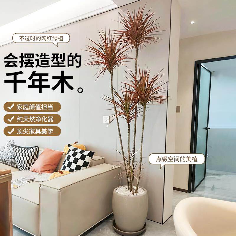 千年木盆栽龙血树马尾铁北欧高级感客厅室内大型绿植办公室老桩