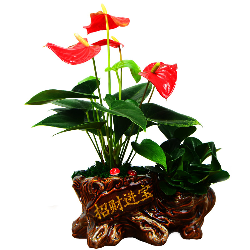 红掌植物室内鸿运当头桌面中国风招财盆景一帆风顺六月雪花卉盆栽