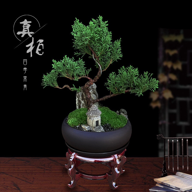文竹盆栽植物室内办公室绿植桌面好养花卉客厅发财树造型松树盆景