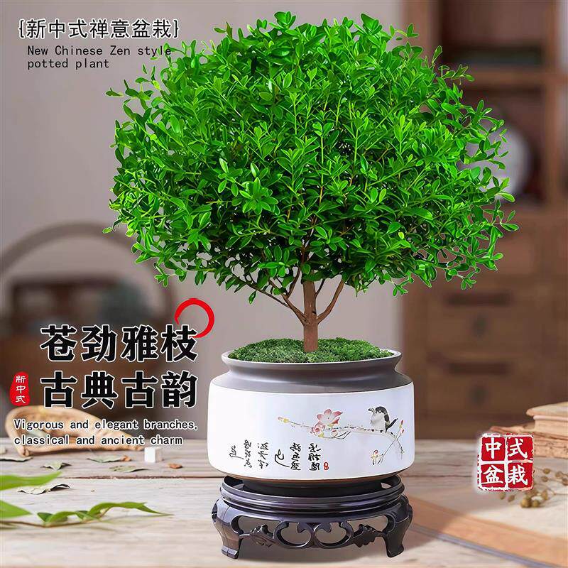 小叶赤楠老桩树苗紫檀微景观办公室四季好养金丝楠木盆栽桌面绿植