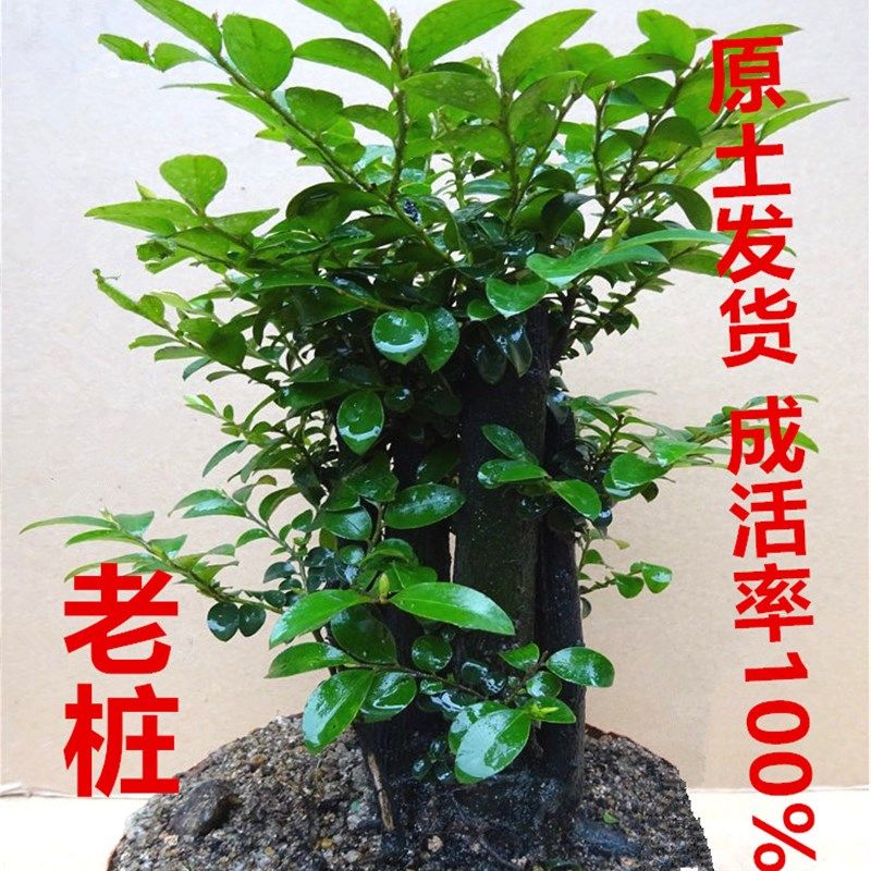 小叶紫檀盆景树桩室内阳台花卉盆栽绿植黑檀四季青客厅吸甲醛植物