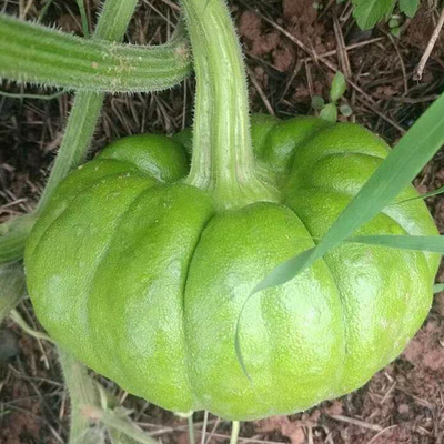 初柠柔云南小麦瓜姜柄瓜新鲜蔬菜