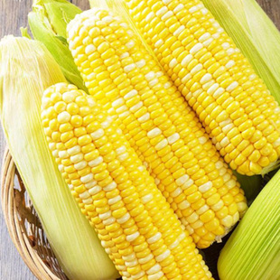 云南金银水果甜玉米甜脆爆浆水果玉米棒子苞谷当季时令蔬菜
