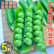 初柠柔 包邮 云南豌豆新鲜云南带壳青豆角蔬菜甜豆荚嫩5斤当季 整箱