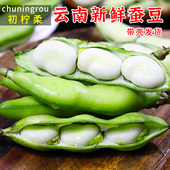 初柠柔 云南新鲜蚕豆农家带壳生本地花胡豆青豆荚蔬菜