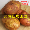 包邮 初柠柔云南红皮土豆洋芋高山农家自种马铃薯当季 蔬菜整箱