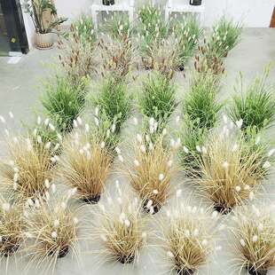 仿真狗尾巴草 仿真植物盆栽草堆草团草丛仿真草蒲草造景兔尾巴草