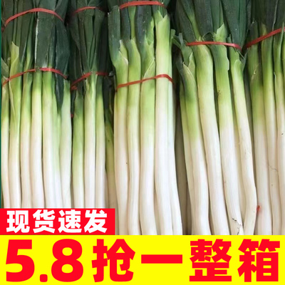 山东章丘大葱新鲜特级正宗