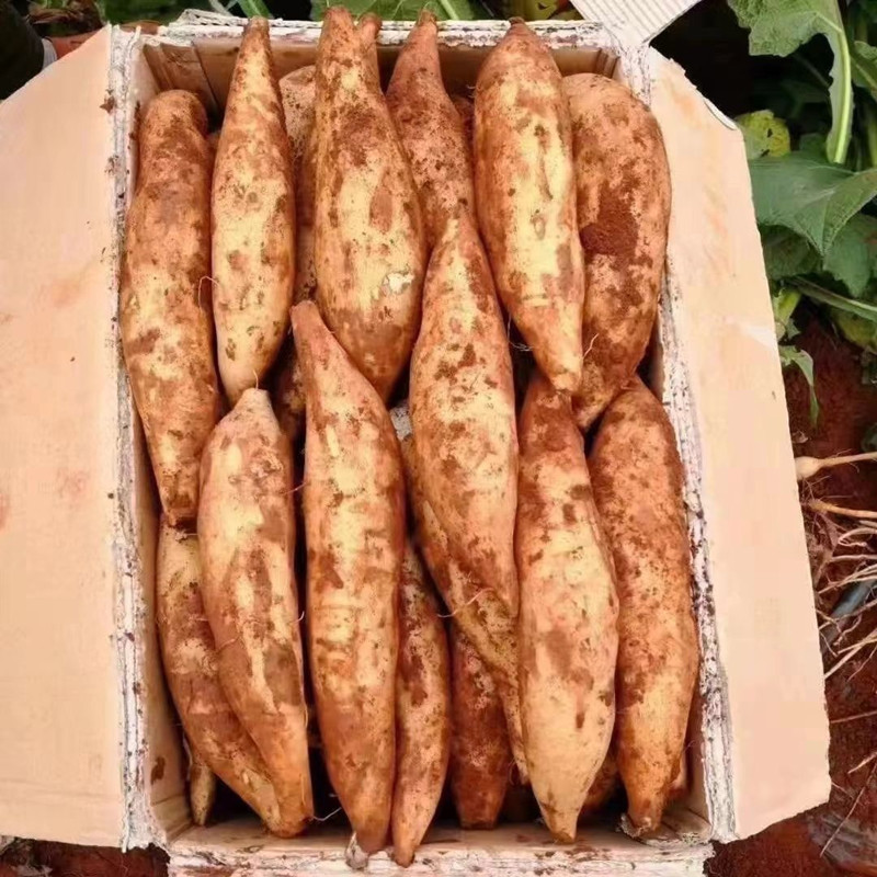 云南天山雪莲果新鲜应当季