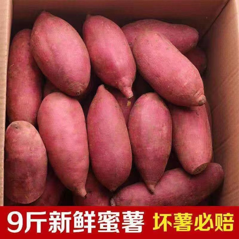 农家烟薯25号糖心红薯9斤装新鲜蜜薯番薯农家自种沙地红薯地瓜10 - 曹小二食品旗舰店出品