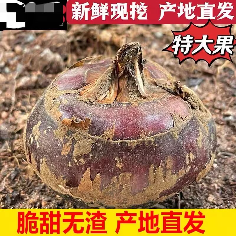 正宗桂林荔浦农家现挖新鲜水果马蹄5斤装5荸荠荔浦水果蔬菜饽荠