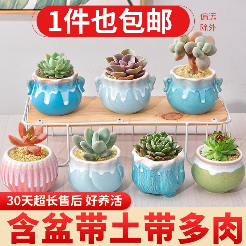 多肉植物组合室内小盆栽玉露桃蛋带陶瓷花盆土老桩高端仙人球