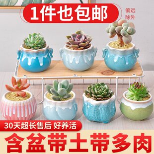 多肉植物组合室内小盆栽玉露桃蛋带陶瓷花盆土老桩高端仙人球
