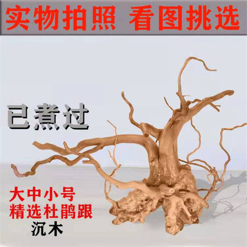 杜鹃根已煮 精沉木成树形枝条 水族鱼缸天然造景摆件装饰