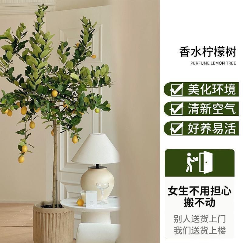 香水柠檬树盆栽带果客厅绿植大型植物室内阳台禄植四季好养除甲醛