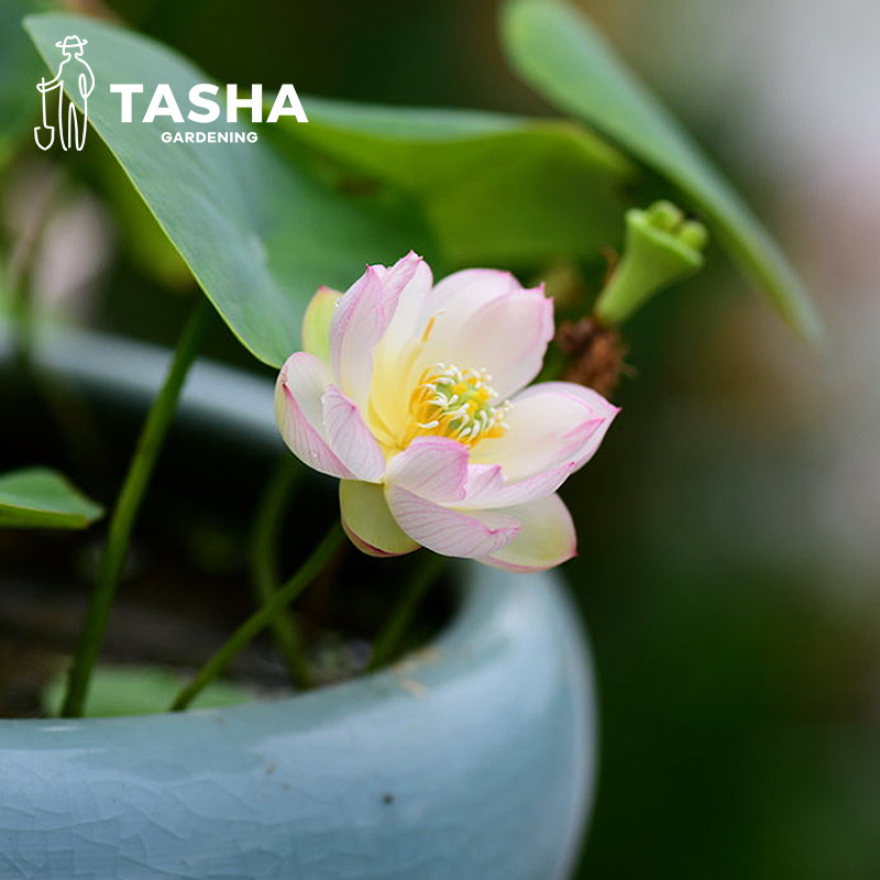 塔莎的花园碗莲水培植物四季观赏莲花微小型苗迷你室内阳台泥
