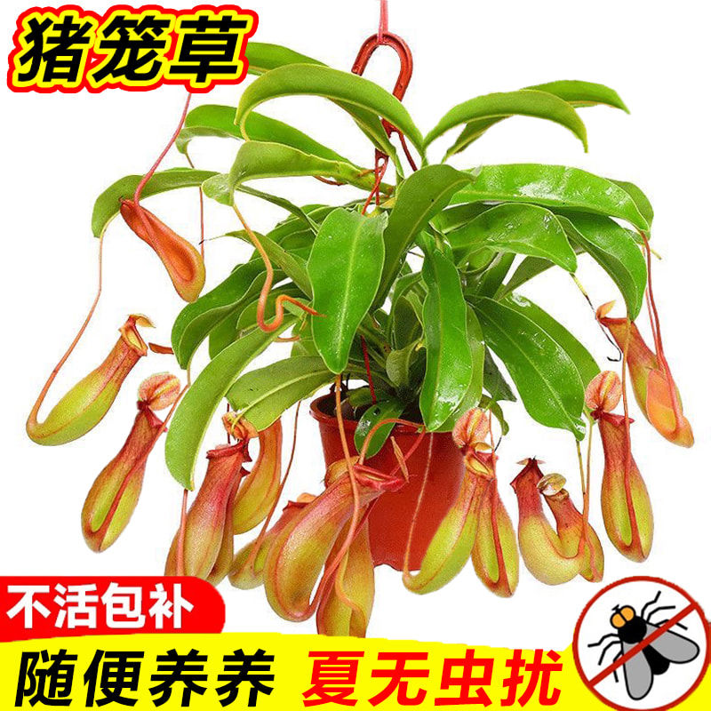猪笼草盆栽室内客厅四季花卉阳台食虫驱蚊捕蝇草庭院好养吊兰