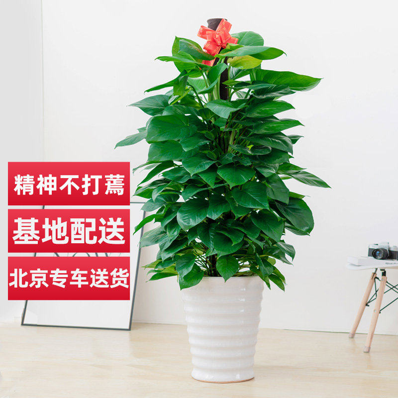 北京大绿萝盆栽绿植物绿箩大叶除甲醛花卉办公室内大型客厅发