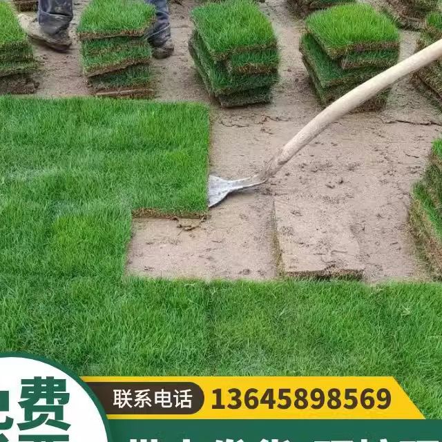 带泥土真草坪草皮马尼拉四季青果岭草别墅庭院绿化造景江浙沪