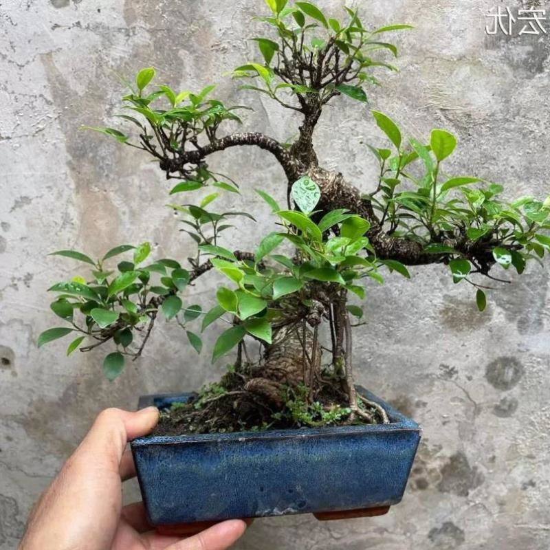 榕老桩霸台盆景榕树造树型湾盆悬景游龙式庭院虎皮气根崖榕矮虎皮