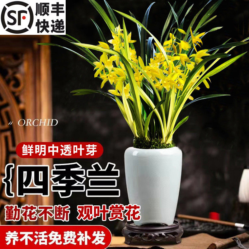 兰花苗建兰盆栽中透艺黄金七彩神童夏带花苞好养阳台花卉绿植