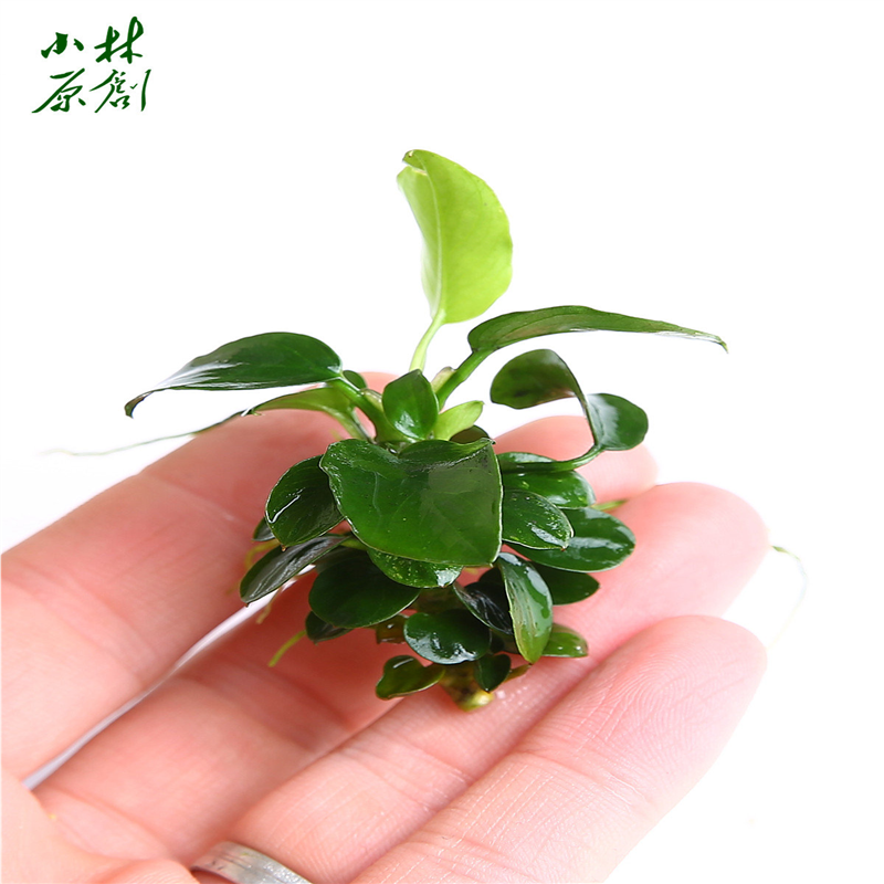发根株迷你小水榕生命树水草ADA日本沉木造景溪流缸迷你原生