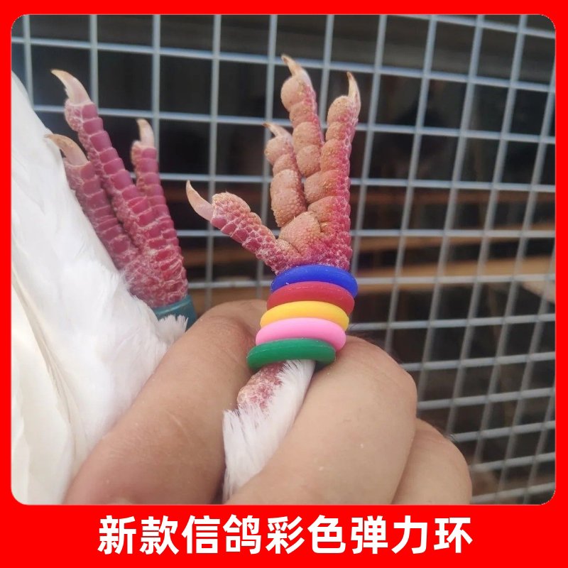 鸽子胶圈识别环信鸽赛鸽彩色专用弹力圈脚环足环