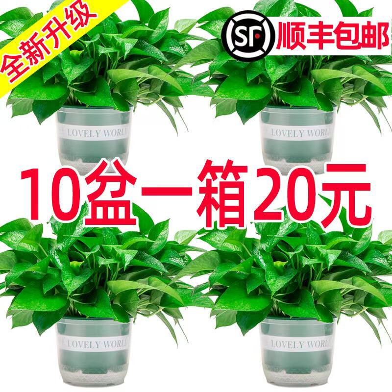 绿萝盆栽室内植物新房家用吸除甲醛净化空气水培绿植花卉长藤