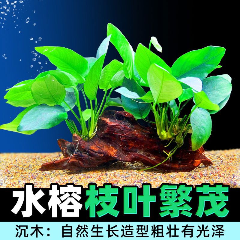 沉木水榕水草植物鱼缸造景装饰活体懒人莫斯阴性增氧净水椰壳屋