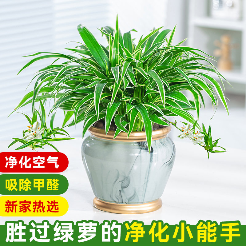 金边吊兰盆栽室内净化空气吸甲醛植物办公室桌面好养垂吊绿植