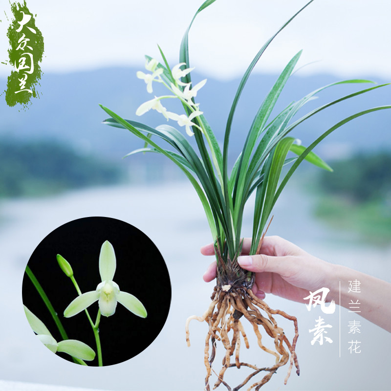 兰花盆栽兰草建兰种兰花苗桌面花卉国兰带花苞四季兰大凤素