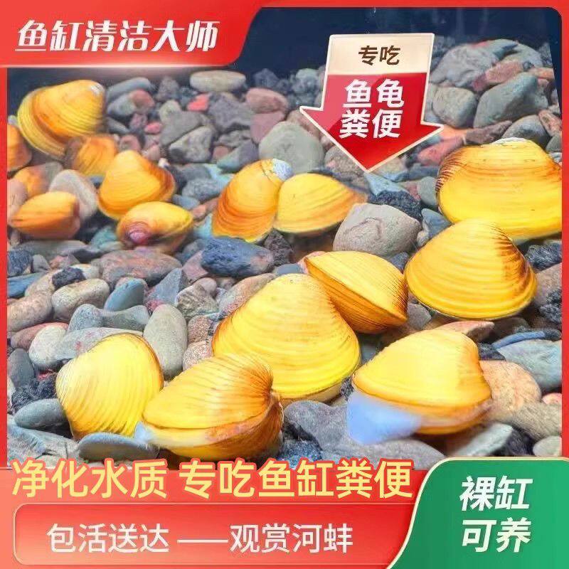 黄金蚬专吃鱼屎粪便净水活体淡水除藻观赏螺鱼缸净化水质黄金
