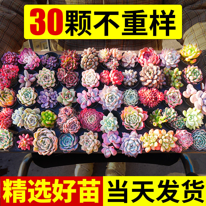 多肉植物室内盆栽小玉露肉肉精花卉小苗绿植物大颗进口好养