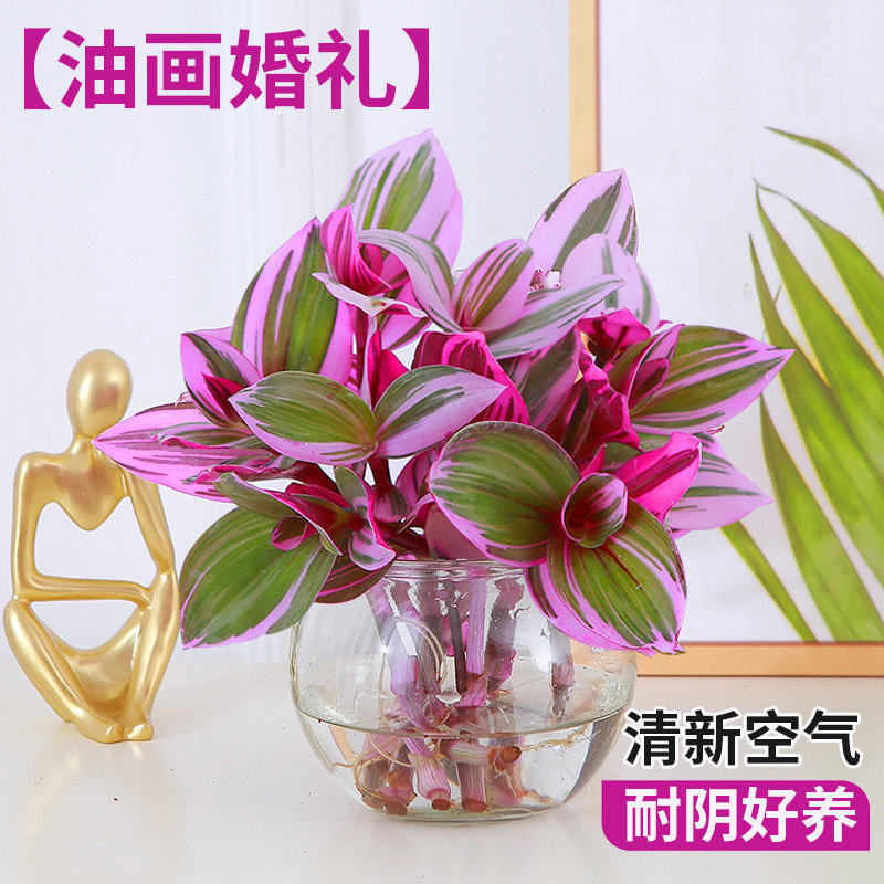 油画婚礼吊兰水培植物是内盆栽办公室桌面绿植花卉紫露兰四季