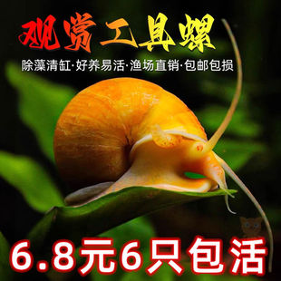 黄金螺清道夫鱼缸清理工具螺清洁生物除藻螺吃鱼粪便吃青苔观