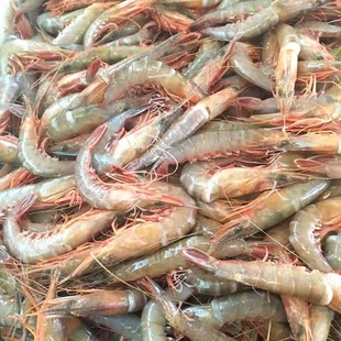 【舟山野生滑皮虾3斤】新鲜小号1斤100只左右鹰爪虾海虾-顺丰包邮