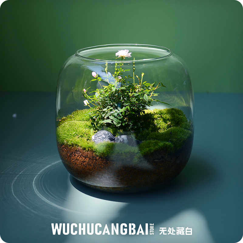 【玻璃瓶里的小花园】苔藓微景观花解压桌面绿植生态情侣圣诞