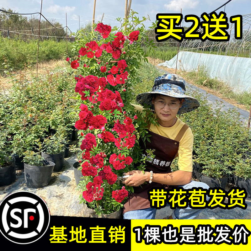 重瓣甜蜜红木香花苗树苗老桩大苗盆栽黄白木香爬藤植物四季开