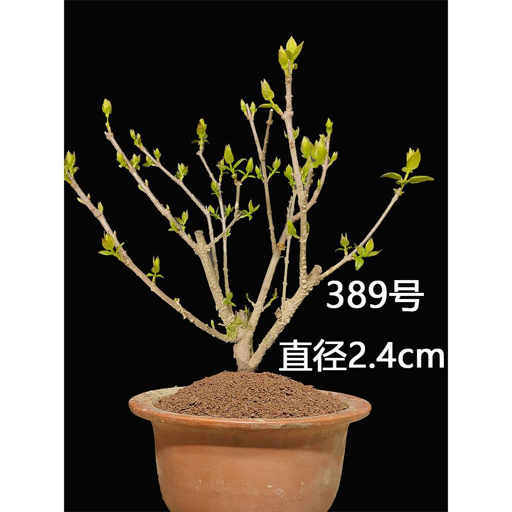 腊梅花期长好养的树苗盆栽矮化老桩盆景耐寒重瓣黄色蜡梅花树矮桩