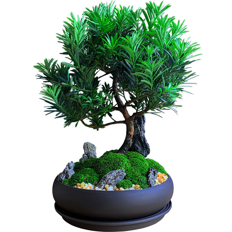 罗汉松盆景真树造型假山苔藓微景观盆栽植物办公室内绿植玄关摆放