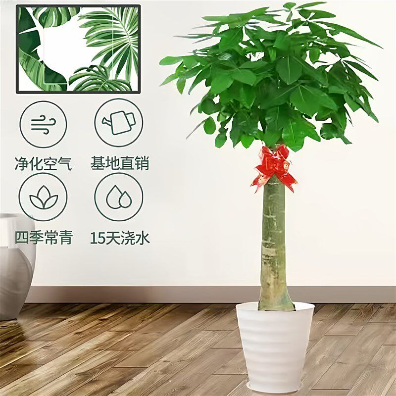 发财树盆栽大型绿植含盆新手易养净化空气招财树办公室客厅