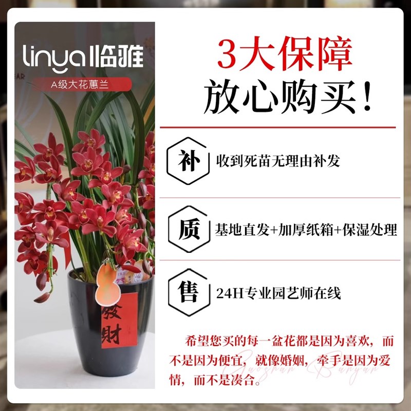 大花蕙兰带花苞盆栽年宵花兰花植物室内鲜花花卉客厅绿植耐寒惠兰