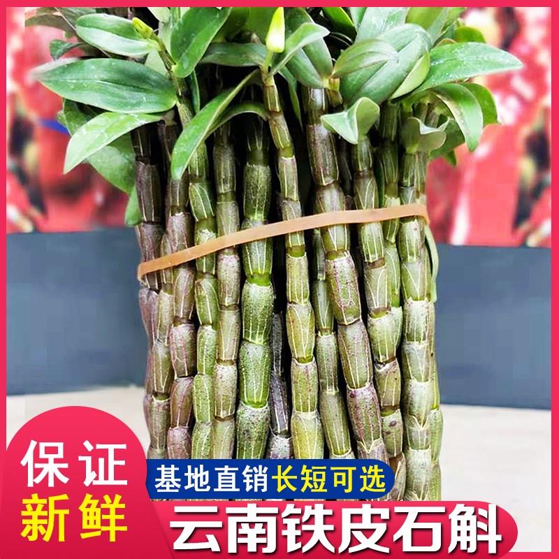 铁皮石斛鲜条500g云南新鲜铁皮石斛鲜条三五年生石斛鲜条鲜石斛