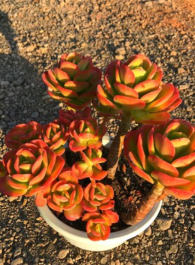 满额包邮多肉多肉【超大红色梅多年老桩】巨型大盆栽庭院阳台防辐