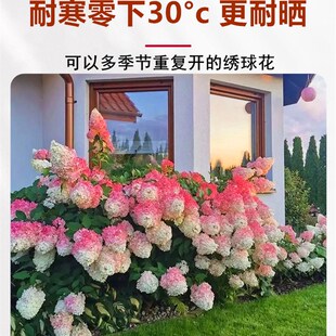 圆锥绣球香草草莓石灰灯北极熊夏日美人绣球花苗耐寒耐晒盆栽植物